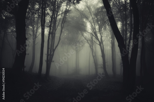 forest in fog with path © andreiuc88