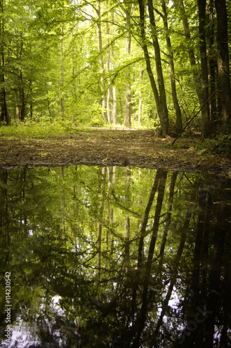 summer forest with lake reflection