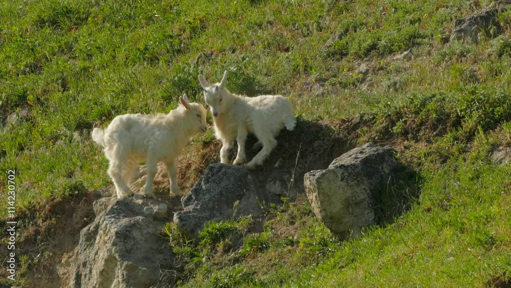 Little Goats Butting On Meadow Little Goats Butting On Meadow