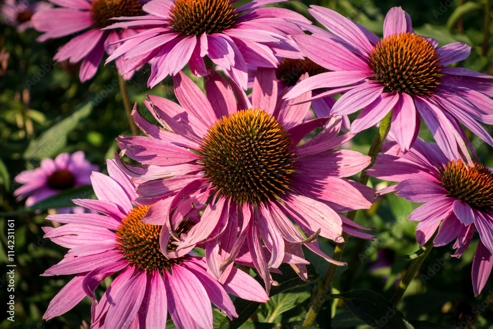 Fiori di echinacea purpurea, Fiori di echinacea purpurea,