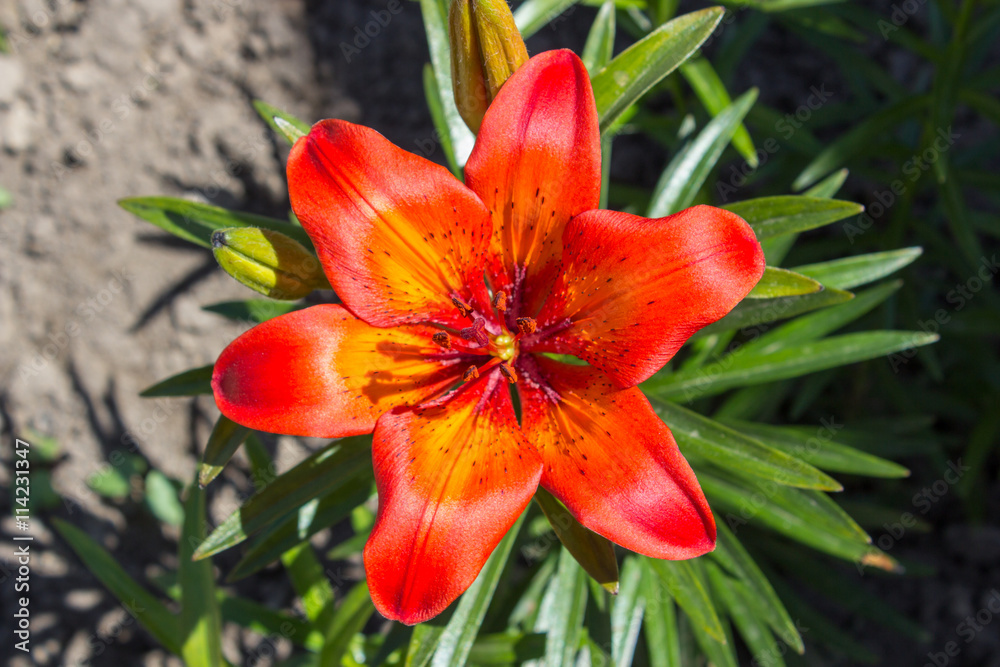 red lily in summer garden