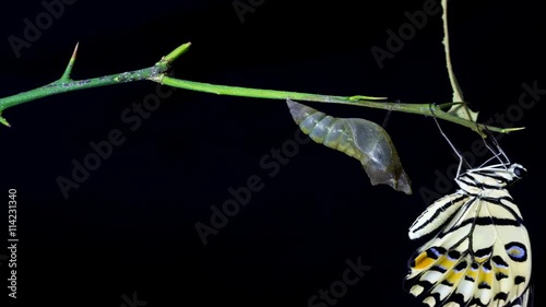 ime butterfly emerging from chrysalis on black background. ( Begin ) 