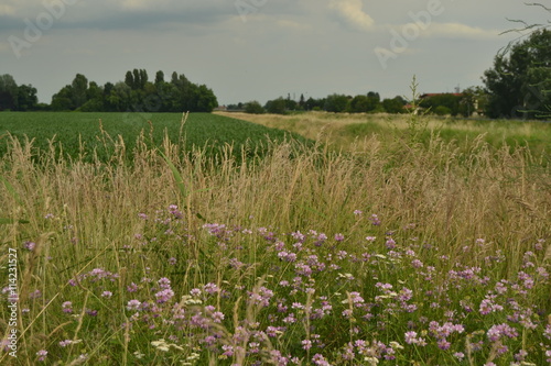 agriculture