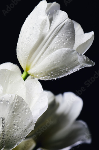Fototapeta Naklejka Na Ścianę i Meble -  tinted image close-up bouquet of white tulips with water drops