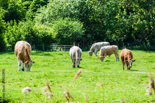 Foto Cows in a farm eating grass in summer