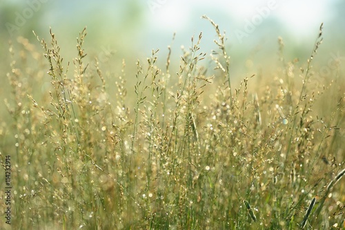 Wild grass in sunny weather