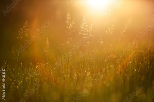 Wild grass in sunrays at sunrise