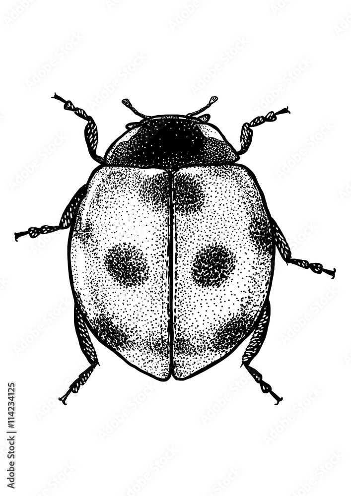 Naklejka premium engraved, drawn illustration, Marybeetle, Ladybug, Ladybeetle,
