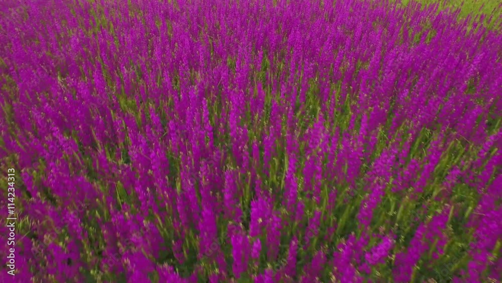 aerial view of a large field of beautiful purple flowers irises aerial view of a large field of beautiful purple flowers irises