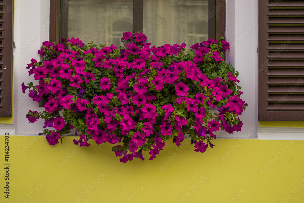 purple petunia flowers in the garden in Spring time / large  petunias  Image full of colourful  (Petunia hybrida)