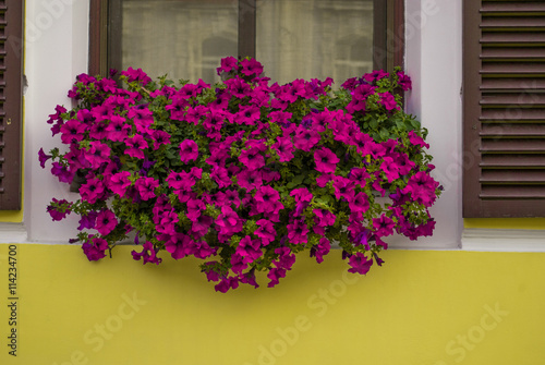 purple petunia flowers in the garden in Spring time   large  petunias  Image full of colourful   Petunia hybrida 