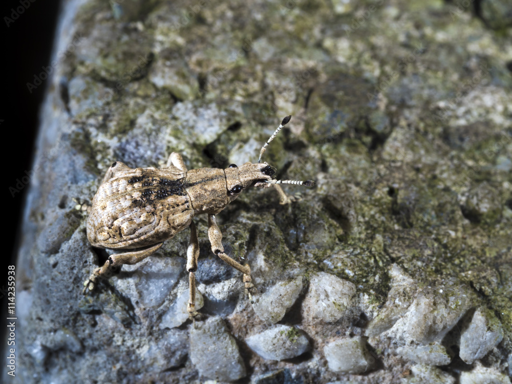 Weevil,Curculionidae Weevil,Curculionidae
