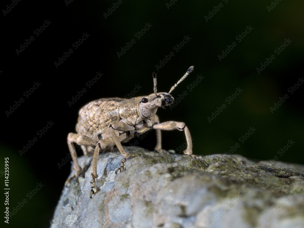 Weevil,Curculionidae