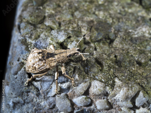 Weevil Curculionidae