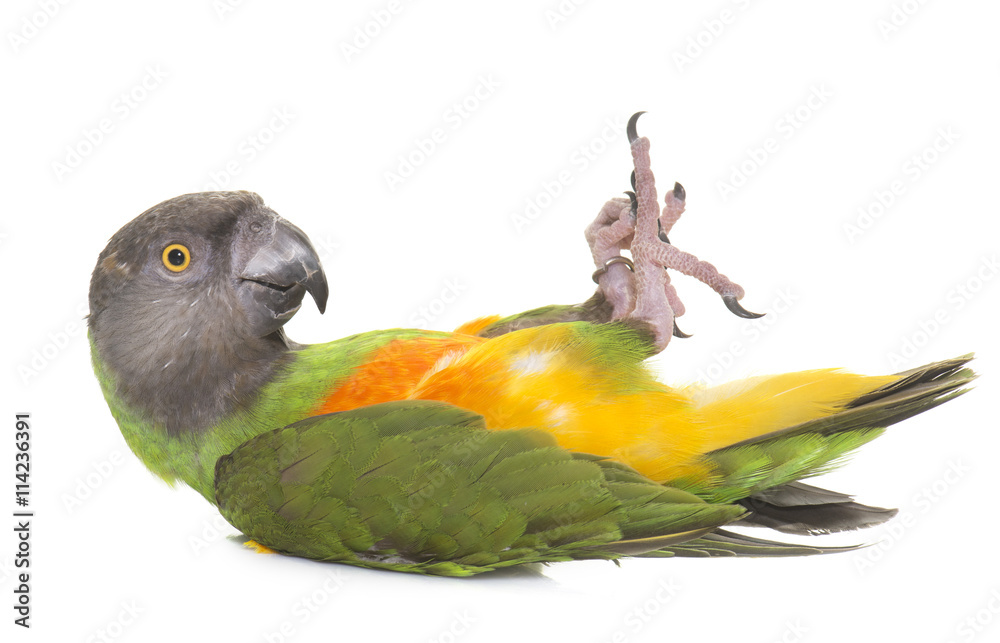 Naklejka premium Senegal parrot in studio