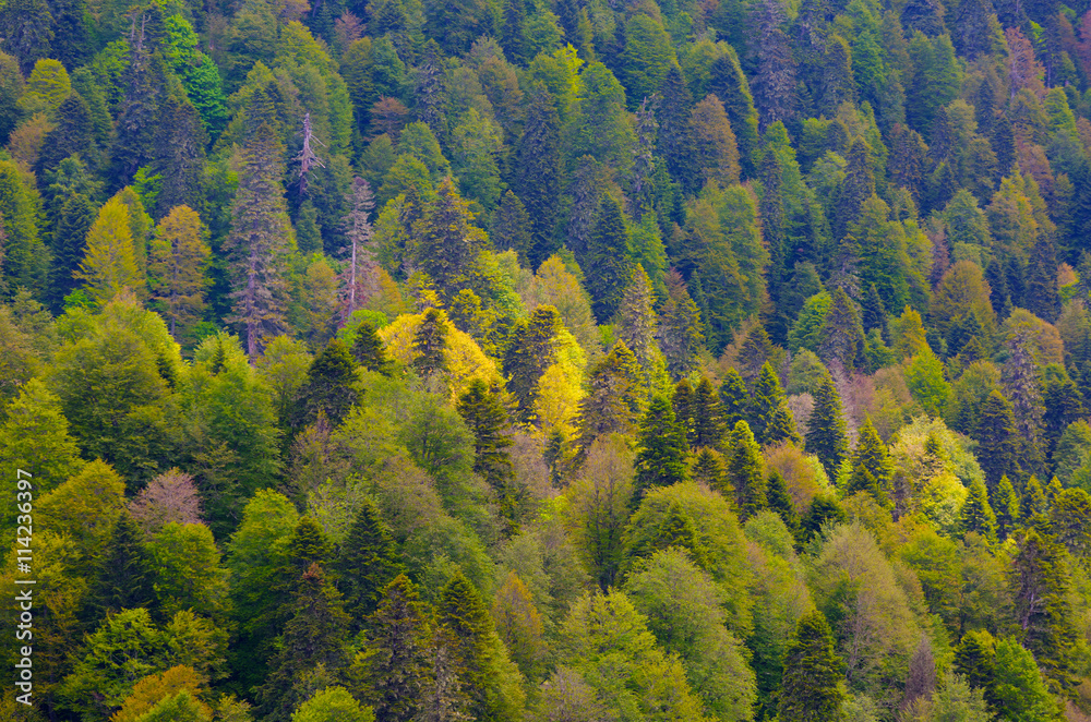 Coniferous forest as a background for design Coniferous forest as a background for design