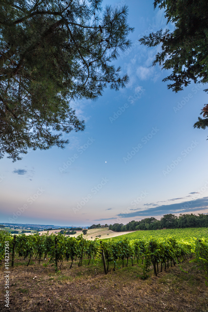 evening in the vineyard