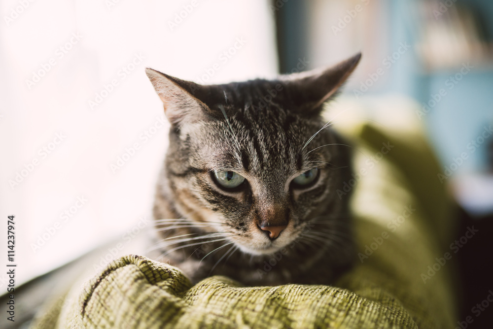 Naklejka premium Beautiful tabby cat on the top of a couch