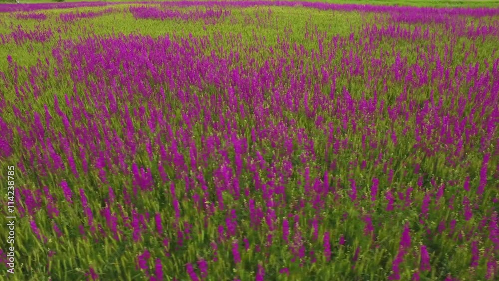 aerial view of a large field of beautiful purple flowers irises aerial view of a large field of beautiful purple flowers irises