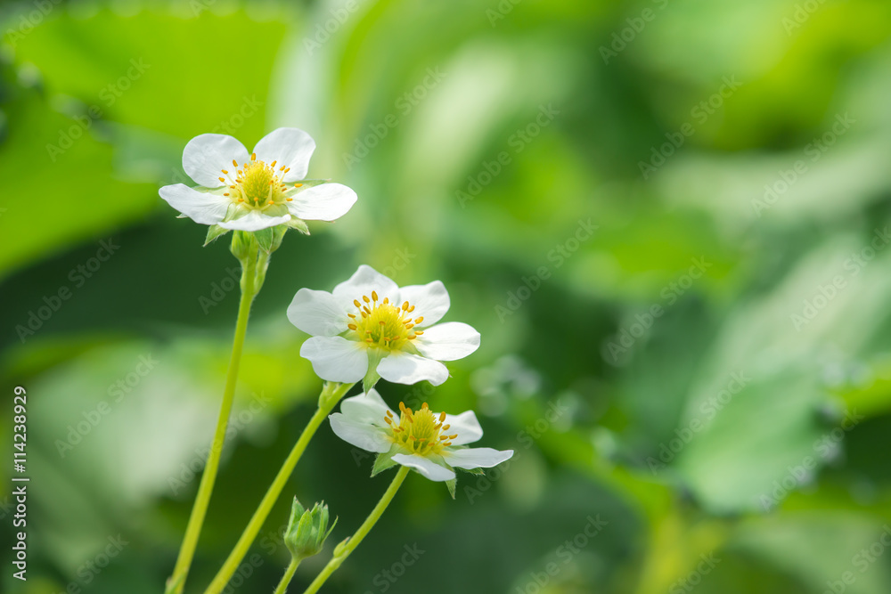 イチゴの花 イチゴの花