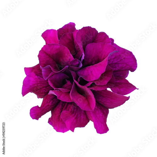 Purple petunia isolated on white background