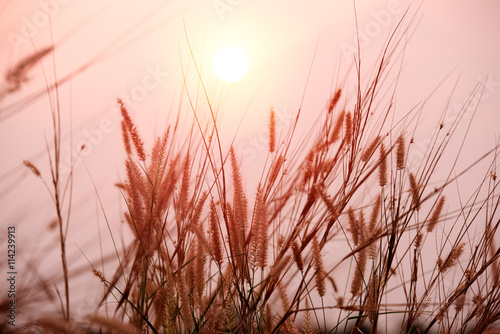 beautiful landscape image with grass flower at sunset