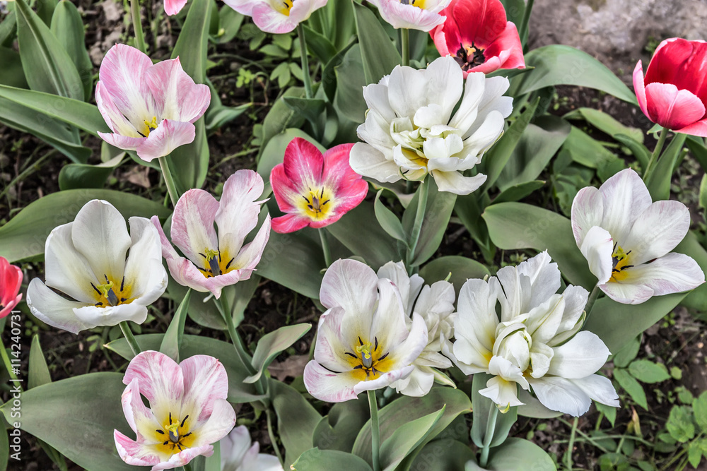 Fototapeta premium White and red tulips on the flowerbed in the garden