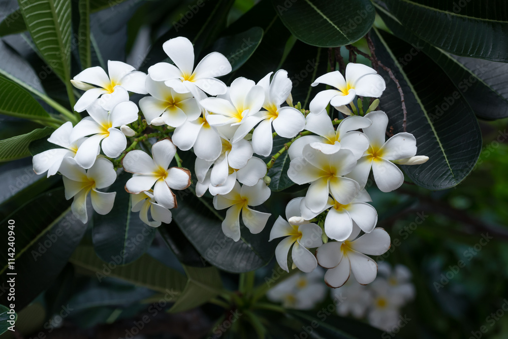 White Plumeria in the nature White Plumeria in the nature