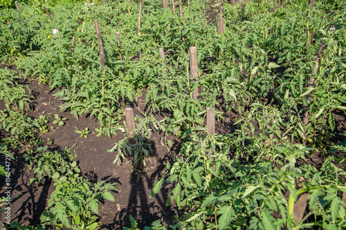 выращивание помидоров в деревне photo