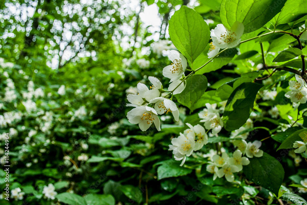 blooming Jasmine bush with white flowers / Background of little , close-up in full springtime blossom blooming Jasmine bush with white flowers / Background of little , close-up in full springtime blossom