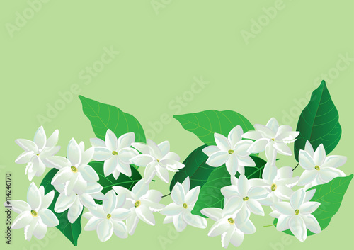 jasmine flowers,white flower with green leaves isolated 