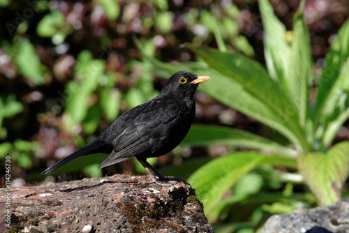 Blackbird, Turdus merula - male.