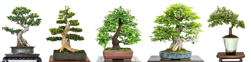 Acrylglasbilder Bonsai Laubbaum-Bonsai auf der Ausstellung  © Bernd Schmidt