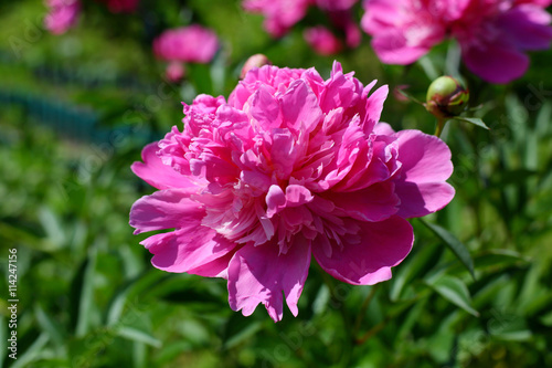 pink peony in garden