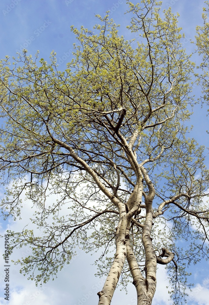 poplar tree at spring poplar tree at spring