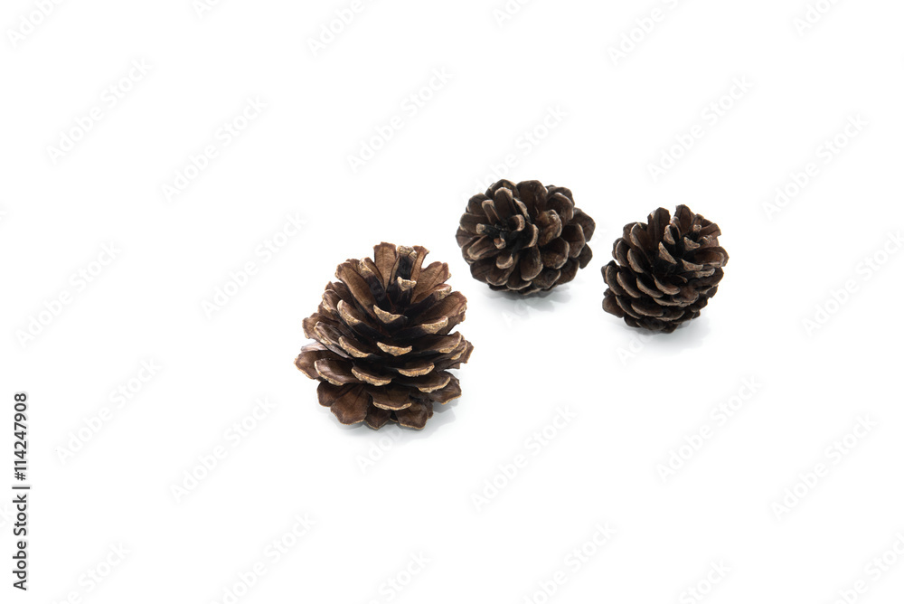 brown pine cone isolated on white background brown pine cone isolated on white background