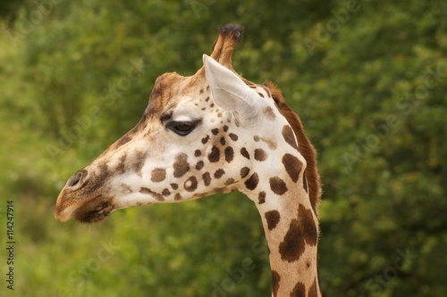 Giraffenkopf