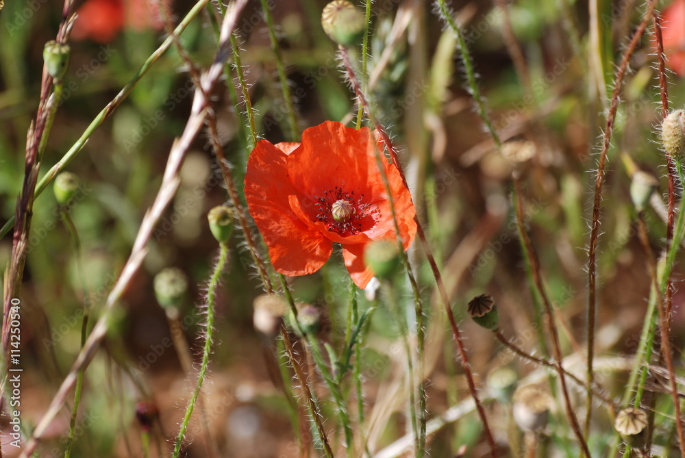 coquelicot coquelicot