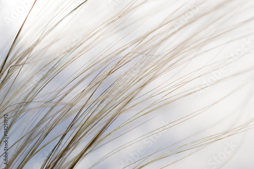 Stipa or Feather Grass photo