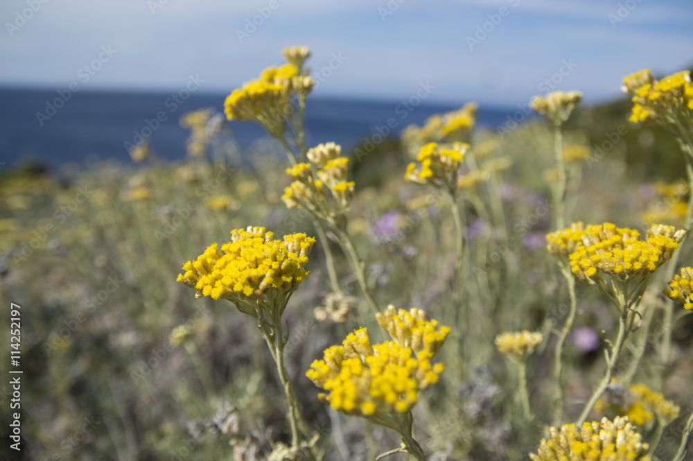 Dwarf everlast or immortelle (Helichrysum arenarium)