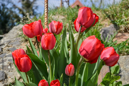 Beautiful flowering red tulips in the garden in springtime