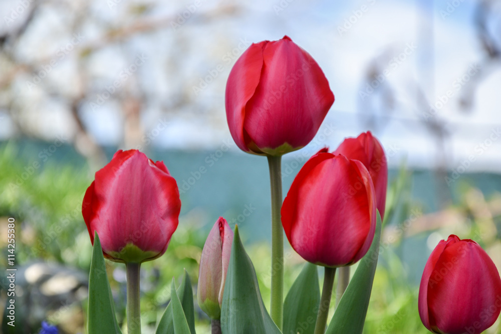 Beautiful flowering red tulips in the garden in springtime Beautiful flowering red tulips in the garden in springtime