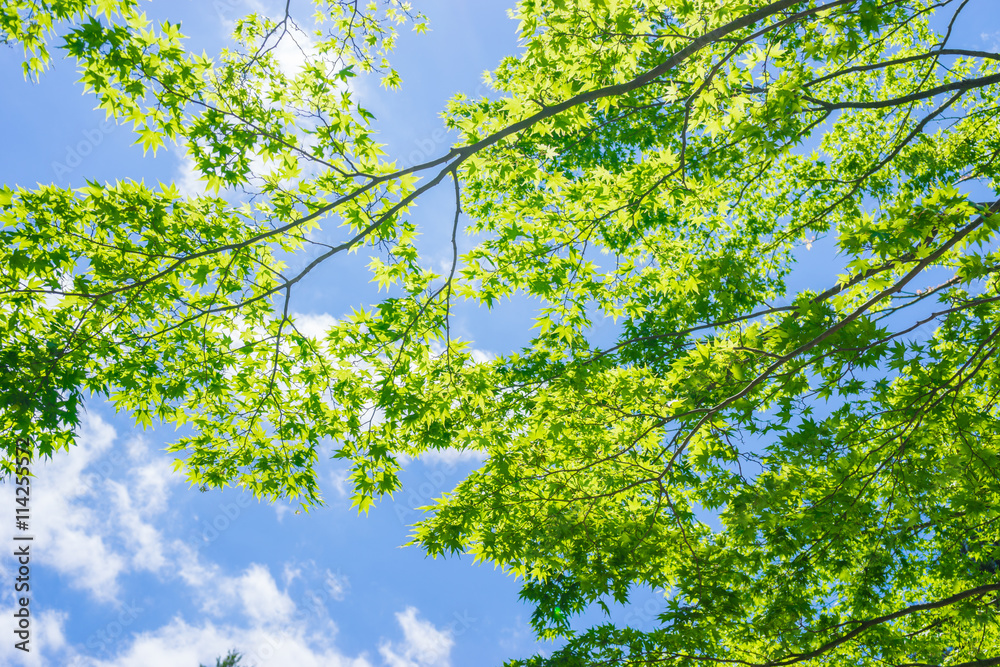 Fototapeta premium Maple Tree of the fresh green