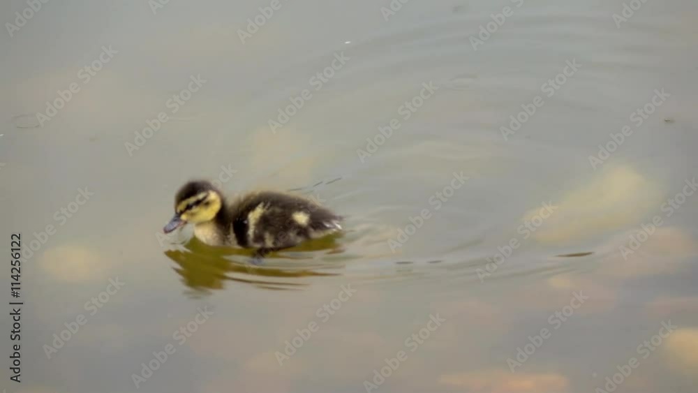 Newborn duckling swimming on the pond and feeding under the light rain. Cute close up wild nature scene in slow motion. Full HD footage 1920x1080
Newborn duckling swimming on the pond and feeding under the light rain. Cute close up wild nature scene in slow motion. Full HD footage 1920x1080