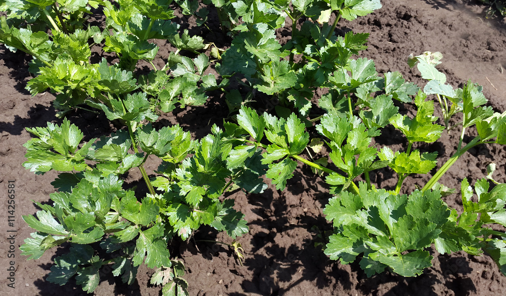 bright green plants of celery in the garden bright green plants of celery in the garden