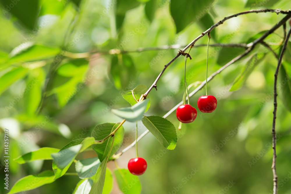 Ripening cherries on a tree in the garden on the farm.
