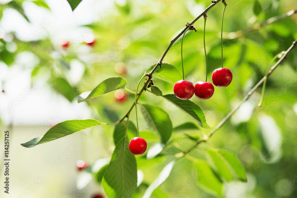 Ripening cherries on a tree in the garden on the farm