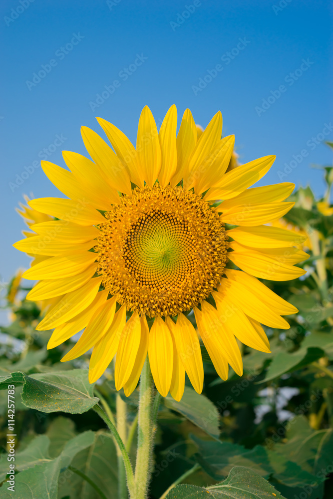 Sunflowers blossom