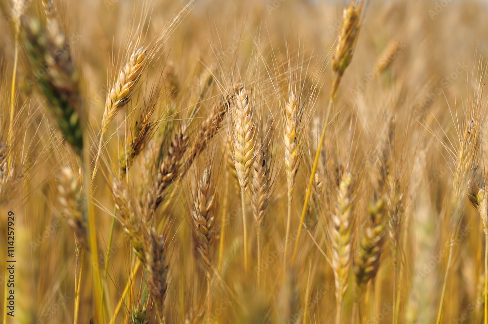 Fototapeta premium Field of barley, shallow depth of field