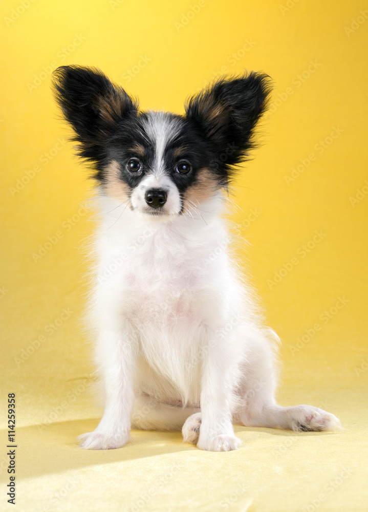 Cute puppy of the Continental Toy spaniel - Papillon - on a yellow background